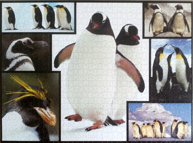 1000 Penguins 3 Jigsaw Wiki 