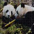 210 Der Grosse Panda1.jpg