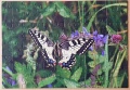 100 Schmetterling1.jpg