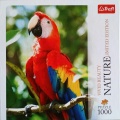 1000 Scarlet Macaw, Honduras.jpg