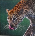 1000 Leopard (1)1.jpg