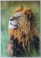 1000 Lion, Kenya1.jpg