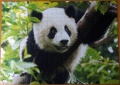 500 Panda1.jpg