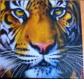 1000 Golden Tiger Face1.jpg