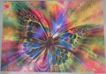 1500 Colorful Butterfly1.jpg