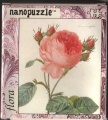99 Rosa centifolia.jpg