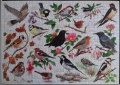 1000 Birds in My Garden1.jpg