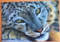 250 Himalayan Eyes Snow Leopard1.jpg