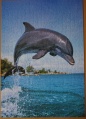 500 Dolphin1.jpg