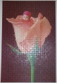 1000 English Rose1.jpg