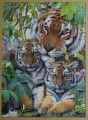 1000 Tigerfamilie1.jpg