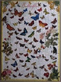 500 Schmetterlinge1.jpg
