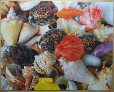 1500 Seashells1.jpg