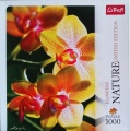 1000 Orchid.jpg