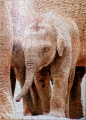650 Elephant1.jpg