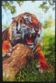 1000 Tiger (4)1.jpg