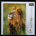 1000 Lion, Kenya.jpg