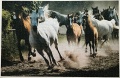 1000 Galoppierende Pferde, Frankreich1.jpg
