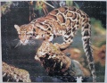250 Leopard, Brasilien1.jpg