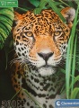 500 Jaguar in the Jungle.jpg