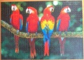 1000 Tropische Papageien1.jpg
