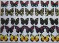 1000 Schmetterlinge1.jpg