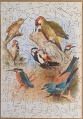 140 Woodpeckers - Thorburns Birds1.jpg
