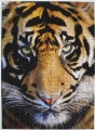 555 (Tiger)1.jpg