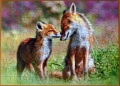 120 Little Fox and his Mum1.jpg