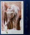 650 Elephant.jpg