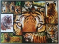 1000 Tigers (2)1.jpg