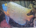 20 Blaukopfkaiserfisch1.jpg