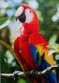 1000 Scarlet Macaw, Honduras1.jpg
