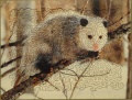 140 Opossum1.jpg