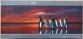 1000 King Penguins.jpg
