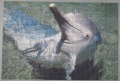 500 (Delfin)1.jpg