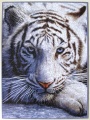 1000 White Tiger Face1.jpg