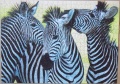 500 (Zebras)1.jpg