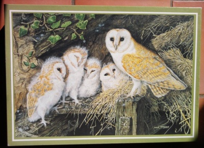 1000 Barn Owl And Family Jigsaw Wiki