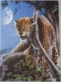 1000 Single Cheetah1.jpg
