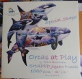 1000 Orcas at Play.jpg