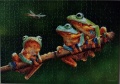 500 The Frog Companions1.jpg