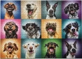 1000 Lustige Hundeportraits1.jpg