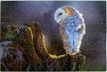250 Barn Owl Sunset1.jpg